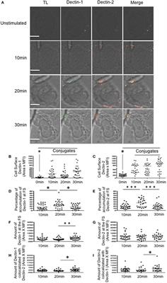 The Role of AIRE in the Immunity Against Candida Albicans in a Model of Human Macrophages